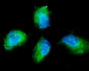 Immunofluorescent staining of FFPE human SH-SY5Y cells with PKC gamma antibody (green) and DAPI nuclear stain (blue). HIER: steam section in pH6 citrate buffer for 20 min.