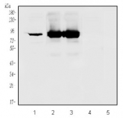 Western blot testing of 1) human U-87 MG, 2) rat brain, 3) mouse brain, 4) rat kidney and 5) mouse kidney lysate with PKC gamma antibody at 0.5ug/ml. Predicted molecular weight ~78 kDa.