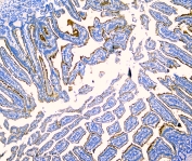 IHC staining of FFPE mouse intestine with Sucrase Isomaltase antibody at 1ug/ml. HIER: boil tissue sections in pH6, 10mM citrate buffer, for 10-20 min followed by cooling at RT for 20 min.