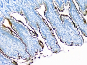 IHC staining of FFPE rat intestine with Sucrase Isomaltase antibody at 1ug/ml. HIER: boil tissue sections in pH6, 10mM citrate buffer, for 10-20 min followed by cooling at RT for 20 min.