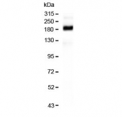 Western blot testing of rat intestine lysate with Sucrase Isomaltase antibody. Predicted molecular weight ~209 kDa.