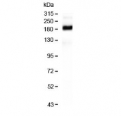 Western blot testing of rat intestine lysate with Sucrase Isomaltase antibody. Predicted molecular weight ~209 kDa.