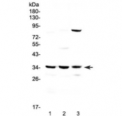 Western blot testing of 1) rat liver, 2) mouse liver and 3) mouse NIH3T3 lysate with Bikunin antibody at 0.5ug/ml. Expected molecular weight: 16/35-45 kDa (unglycosylated/glycosylated Bikunin), ~39 kDa (uncleaved AMBP).