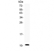 Western blot testing of 1ng of mouse recombinant protein with CCL6 antibody at 0.5ug/ml.