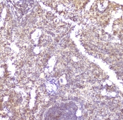 IHC staining of FFPE mouse spleen with CCL6 antibody at 2ug/ml. HIER: boil tissue sections in pH6, 10mM citrate buffer, for 10-20 min followed by cooling at RT for 20 min.