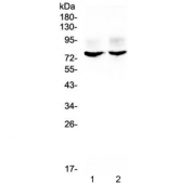 Western blot testing of 1) rat brain and 2) mouse brain lysate with KCNA1 antibody at 0.5ug/ml. Expected molecular weight: 56-85 kDa depending on glycosylation level.
