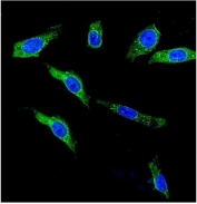 Immunofluorescent staining of FFPE human U-2 OS cells with KCNH1 antibody (green) and DAPI nuclear stain (blue). HIER: steam section in pH6 citrate buffer for 20 min.