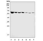 Western blot testing of 1) human HepG2, 2) human PC-3, 3) human A549, 4) human HaCaT, 5) rat brain, 6) rat testis and 7) mouse brain lysate with METTL3 antibody at 0.5ug/ml. Expected molecular weight: 64-70 kDa.