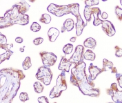 IHC staining of FFPE human placenta with RP2 antibody at 1ug/ml. HIER: boil tissue sections in pH6, 10mM citrate buffer, for 10-20 min followed by cooling at RT for 20 min.