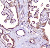 IHC staining of FFPE human placenta with RP2 antibody at 1ug/ml. HIER: boil tissue sections in pH6, 10mM citrate buffer, for 10-20 min followed by cooling at RT for 20 min.