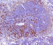 IHC staining of FFPE mouse spleen with RP2 antibody at 1ug/ml. HIER: boil tissue sections in pH6, 10mM citrate buffer, for 10-20 min followed by cooling at RT for 20 min.