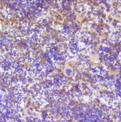 IHC staining of FFPE rat spleen with RP2 antibody at 1ug/ml. HIER: boil tissue sections in pH6, 10mM citrate buffer, for 10-20 min followed by cooling at RT for 20 min.