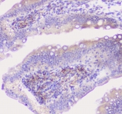 IHC staining of FFPE rat intestine with Properdin antibody at 1ug/ml. HIER: boil tissue sections in pH6, 10mM citrate buffer, for 10-20 min followed by cooling at RT for 20 min.