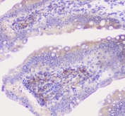 IHC staining of FFPE rat intestine with Properdin antibody at 1ug/ml. HIER: boil tissue sections in pH6, 10mM citrate buffer, for 10-20 min followed by cooling at RT for 20 min.