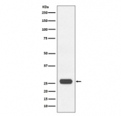 Western blot testing of recombinant GST with GST Tag antibody. Expected molecular weight of GST Tag ~26 kDa.