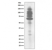 Western blot testing of human Jurkat cell lysate with Phosphotyrosine antibody. Phosphotyrosine-containing proteins are detected.