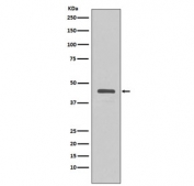 Western blot testing of a V5 Tag fusion protein lysate with V5 Tag antibody.