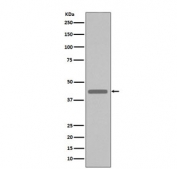 Western blot testing of a VSV-G tagged fusion protein with VSV-G Tag antibody.