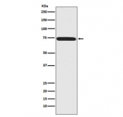 Western blot testing of human 293T cell lysate with Menin antibody. Predicted molecular weight ~68 kDa.