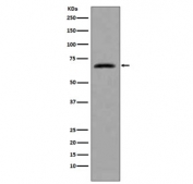 Western blot testing of human HeLa cell lysate with CDC7 antibody. Predicted molecular weight ~64 kDa.