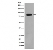 Western blot testing of human HeLa cell lysate with PIK3R2 antibody. Expected molecular weight ~85 kDa.
