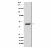 Western blot testing of human HeLa cell lysate with SOX1 antibody. Predicted molecular weight ~39 kDa.
