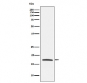 Western blot testing with Claudin 4 antibody. Predicted molecular weight ~22 kDa.