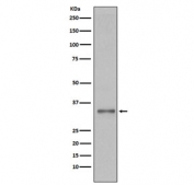 Western blot testing of human 293T cell lysate with Torsin A antibody. Predicted molecular weight ~38 kDa.