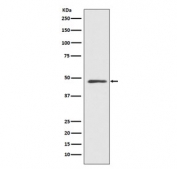 Western blot testing of human HeLa cell lysate with MEK7 antibody. Predicted molecular weight ~47 kDa.