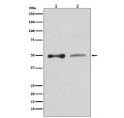 Western blot testing of human HepG2 (left) and rat PC-12 (right) lysate with NHERF1 antibody. Predicted molecular weight ~38 kDa but routinley observed at ~50 kDa.