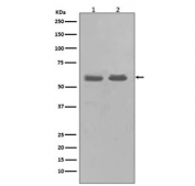 Western blot testing of 1) human K562 and 2) rat PC-12 cell lysate with CHK1 antibody. Predicted molecular weight ~54 kDa.