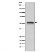 Western blot testing of human HeLa cell lysate with CHEK1 antibody. Predicted molecular weight ~54 kDa.