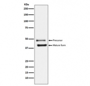 Western blot testing of human HeLa cell lysate with DR5 antibody. Expected molecular weight: ~40 kDa (mature form) and ~48 kDa (precursor). This protein may also be visualized at ~60 kDa.