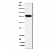 Western blot testing of human Jurkat cell lysate with HEC1 antibody. Expected molecular weight: 74-80 kDa.