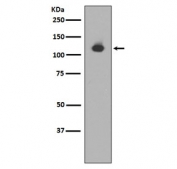 Western blot testing of mouse heart lysate with Neuropilin 1 antibody. Expected molecular weight: 102-130 kDa.