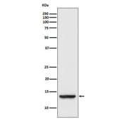 Western blot testing of human HT-1080 cell lysate with TAX1BP3 antibody. Predicted molecular weight ~14 kDa.