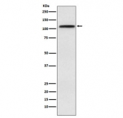 Western blot testing of human HeLa cell lysate with CRM1 antibody. Predicted molecular weight ~123 kDa.