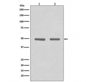 Western blot testing of 1) human HeLa and 2) mouse NIH3T3 cell lysate with HDAC3 antibody. Predicted molecular weight ~49 kDa.