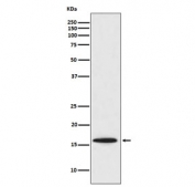 Western blot testing of human Jurkat cell lysate with BIRC5 antibody. Predicted molecular weight ~16 kDa.