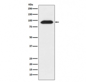 Western blot testing of human 293T cell lysate with CLOCK antibody. Predicted molecular weight ~95 kDa but routinely observed at 95-110 kDa.