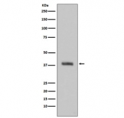 Western blot testing of human Jurkat cell lysate with HTRA2 antibody. Predicted molecular weight: 38-49 kDa.