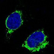 Immunofluorescent staining of FFPE human Raji cells with BCL2L11 antibody (green) and DAPI nuclear stain (blue).