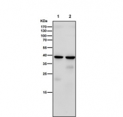 Western blot testing of rat 1) kidney and 2) brain tissue lysate with Sprouty 2 antibody. Expected molecular weight: 35-39 kDa, may be observed as a doublet.