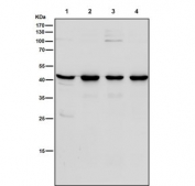 Western blot testing of human 1) A431, 2) HT-29, 3) PC-3 and 4) PANC-1 cell lysate with Sprouty 2 antibody. Expected molecular weight: 35-39 kDa, may be observed as a doublet.