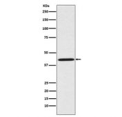 Western blot testing of human HeLa cell lysate with Sprouty 2 antibody. Expected molecular weight: 35-39 kDa, may be observed as a doublet.