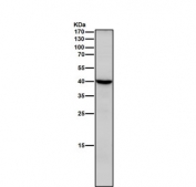 Western blot testing of rat liver tissue lysate with Sprouty 2 antibody. Expected molecular weight: 35-39 kDa, may be observed as a doublet.