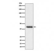 Western blot testing of rat C6 cell lysate with Doublecortin antibody. Predicted molecular weight: 40-50 kDa.