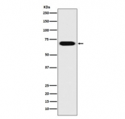 Western blot testing of human HeLa cell lysate with PRC1 antibody. Expected molecular weight ~70-80 kDa, may be observed as a doublet.