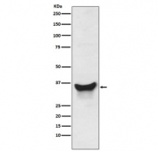 Western blot testing of human K562 cell lysate with Nix antibody. Expected molecular weight: ~38 kDa (monomer), ~76 kDa (homodimer).