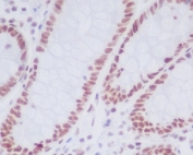 IHC staining of FFPE human colon tissue with KDM1 / LSD1 antibody. HIER: boil tissue sections in pH6, 10mM citrate buffer, for 10-20 min and allow to cool before testing.